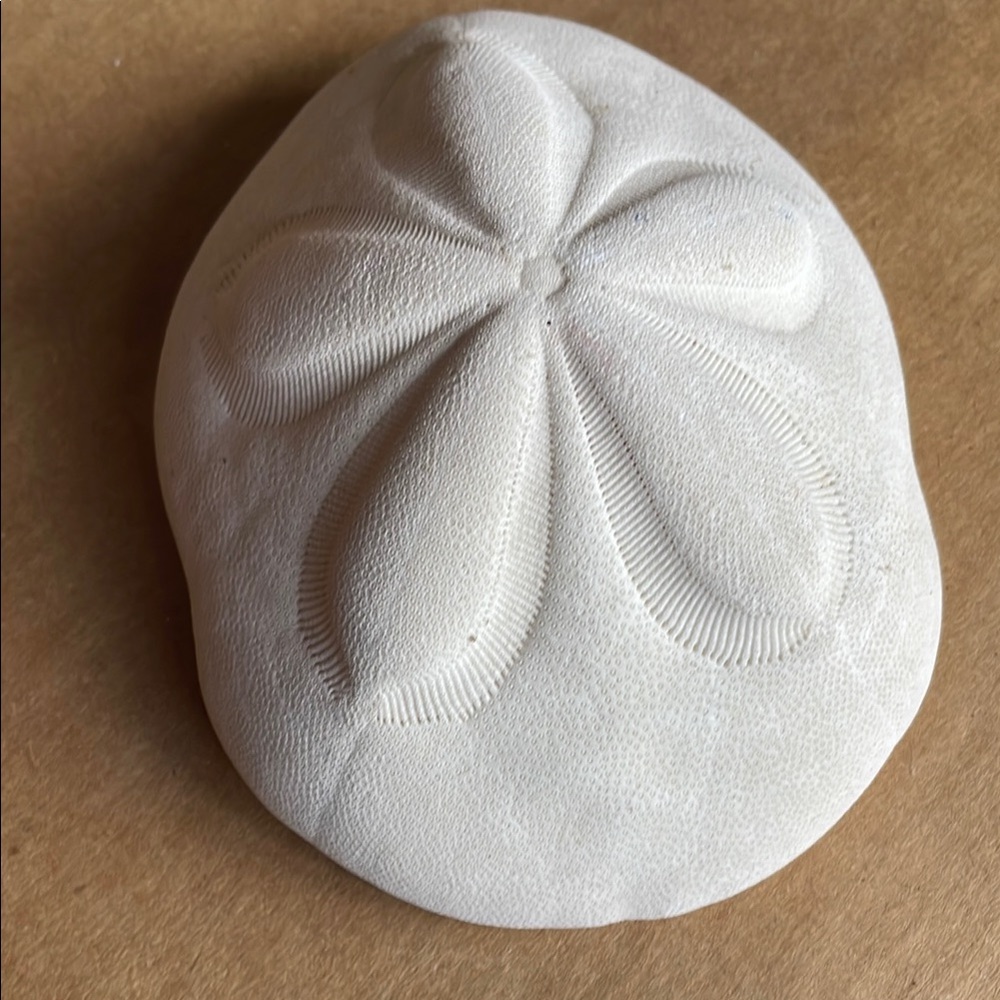 Elegant White Sand Dollar Decor